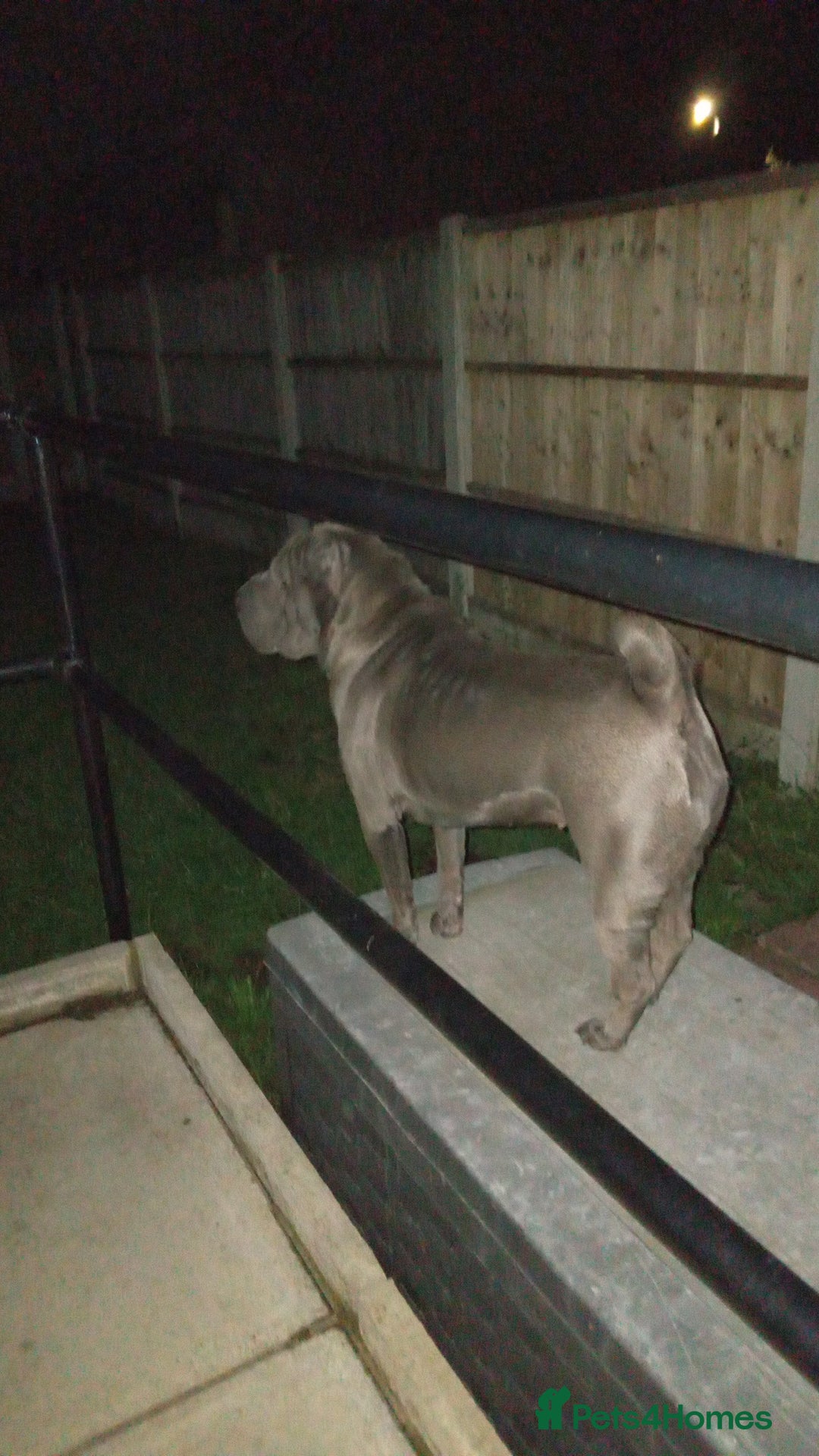 Shar Pei dogs for sale: Blue shar pei needing new home  - Image 2