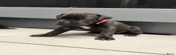 Cane Corso dogs for sale: CANE CORSO PUPPIES. 🐾🐾VIEWINGS NOW WELCOME🐾🐾 - Advert 6