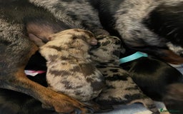 Miniature Dachshund dogs for stud: ee Cream Longhaired Miniature Dachshund for Stud in Helensburgh - Image 8