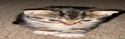 Mixed Breed cats for sale: Mixed breed kittens  - Advert 11