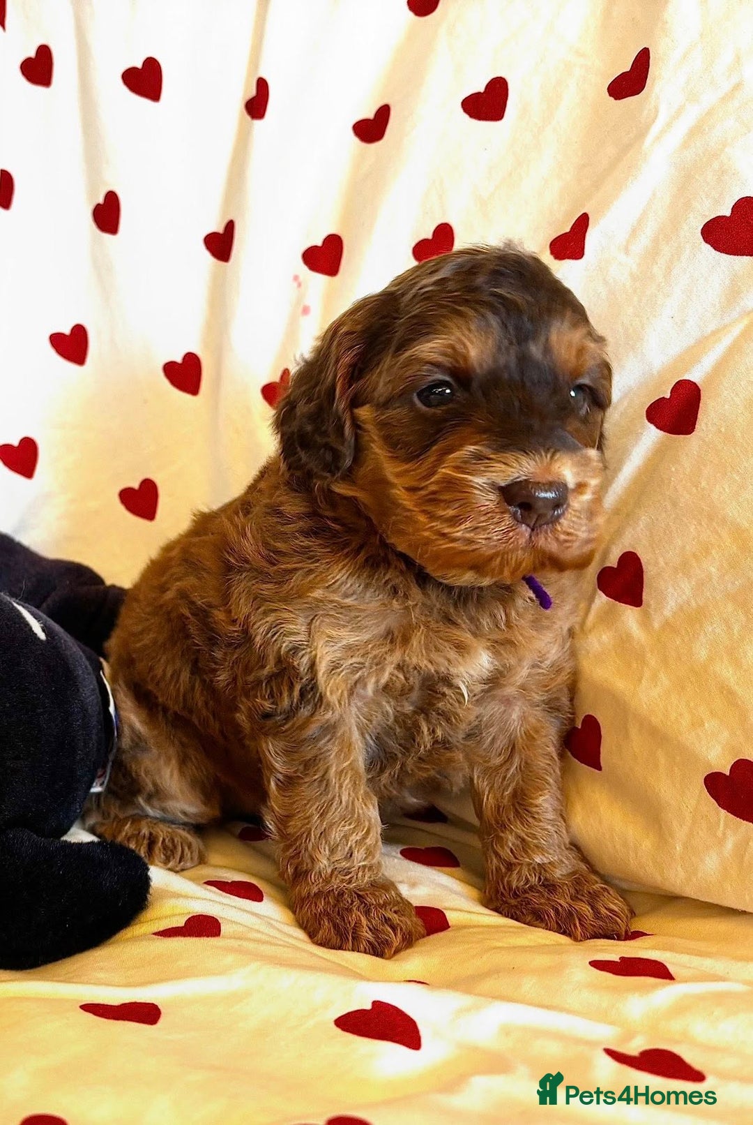 Cockapoo dogs for sale: Fabulous F1 Sable Cockapoos - Advert 3