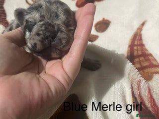 French Bulldog dogs - Advert 13