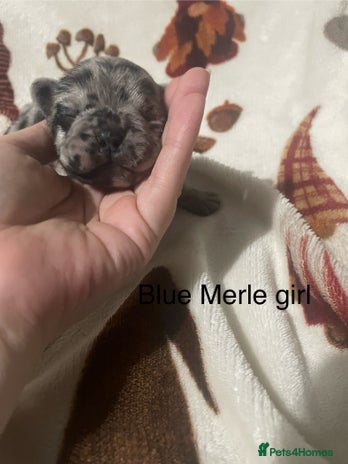 French Bulldog dogs - Advert 13