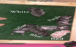 French Bulldog dogs for sale: French Bulldog Puppies – Ready 1st December! 💙 🐾 - Image 13