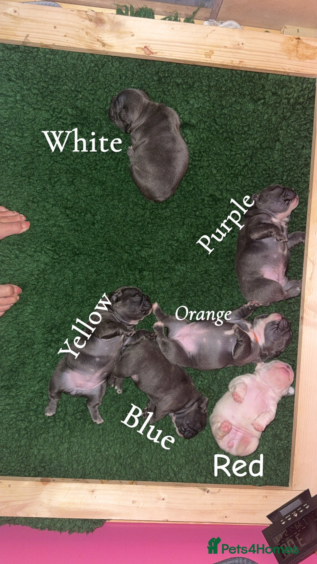 French Bulldog dogs for sale: French Bulldog Puppies – Ready 1st December! 💙 🐾 - Image 13