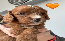 Cavapoo dogs for sale: Outstanding Red F1 cavapoo puppies H/C DNA CLEAR - Image 6