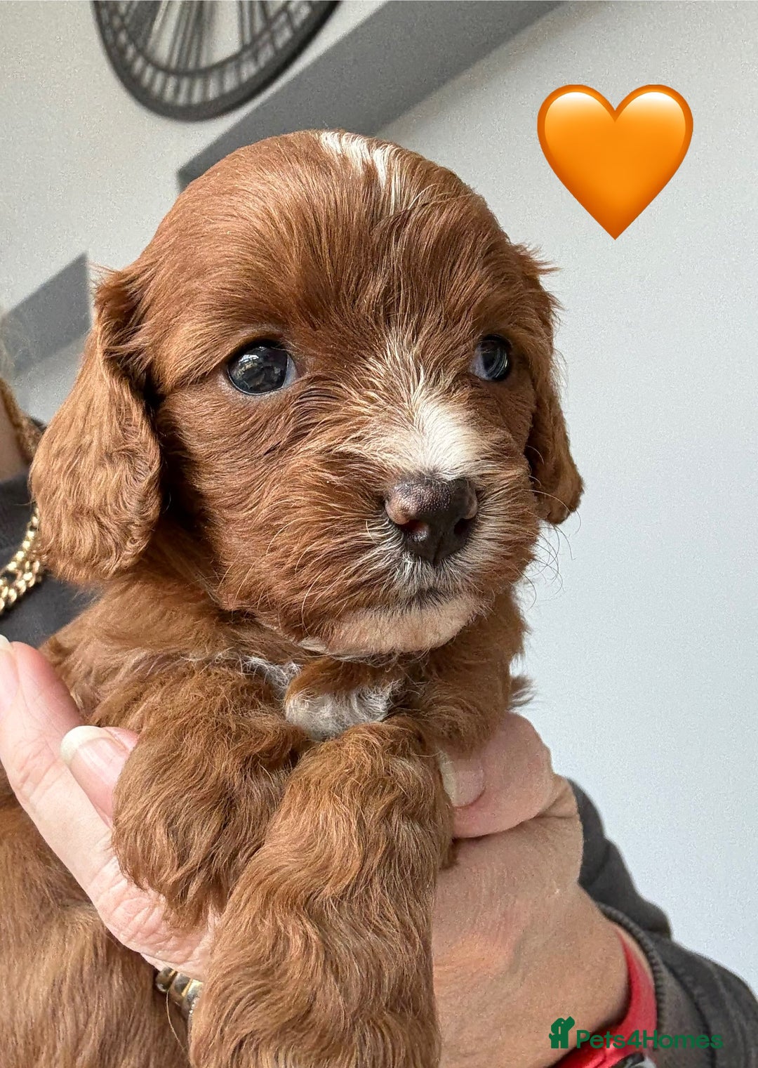 Cavapoo dogs for sale: Outstanding Red F1 cavapoo puppies H/C DNA CLEAR - Image 6