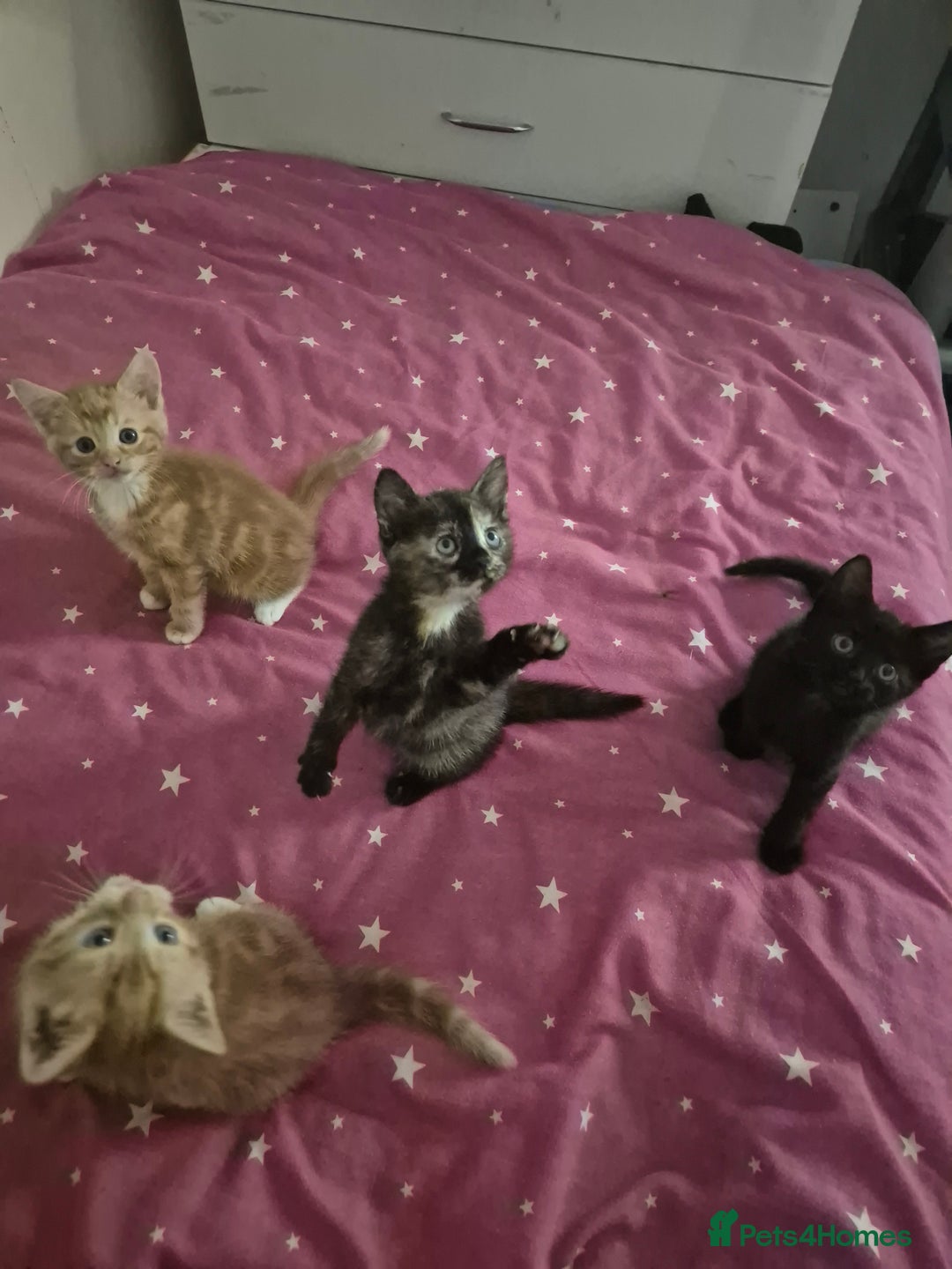 British Shorthair cats for sale: Four kitty's ready for new homes - Image 1