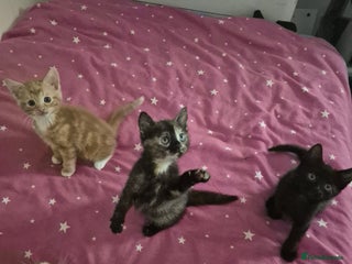 British Shorthair cats - Advert 3