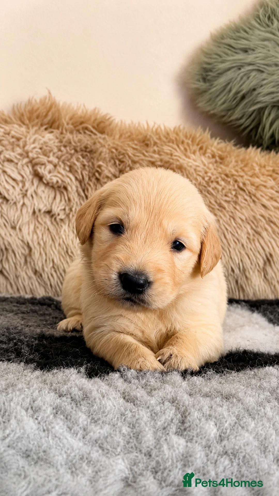 Golden Retriever dogs for sale: Exceptional Golden Retriever Puppies 🐾 - Advert 40