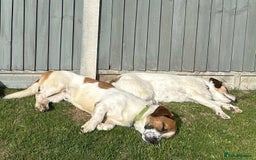 Basset Hound dogs for adoption: Diego - Badersfield Norfolk  - Image 24