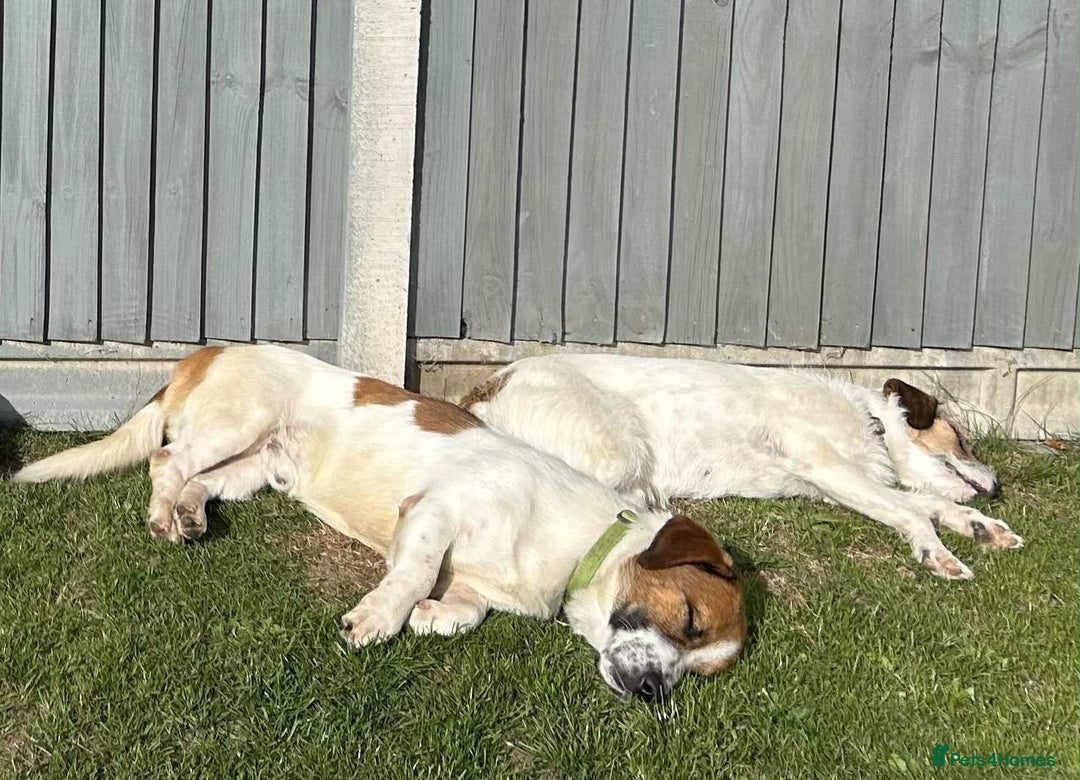 Basset Hound dogs for adoption: Diego - Badersfield Norfolk  - Image 24