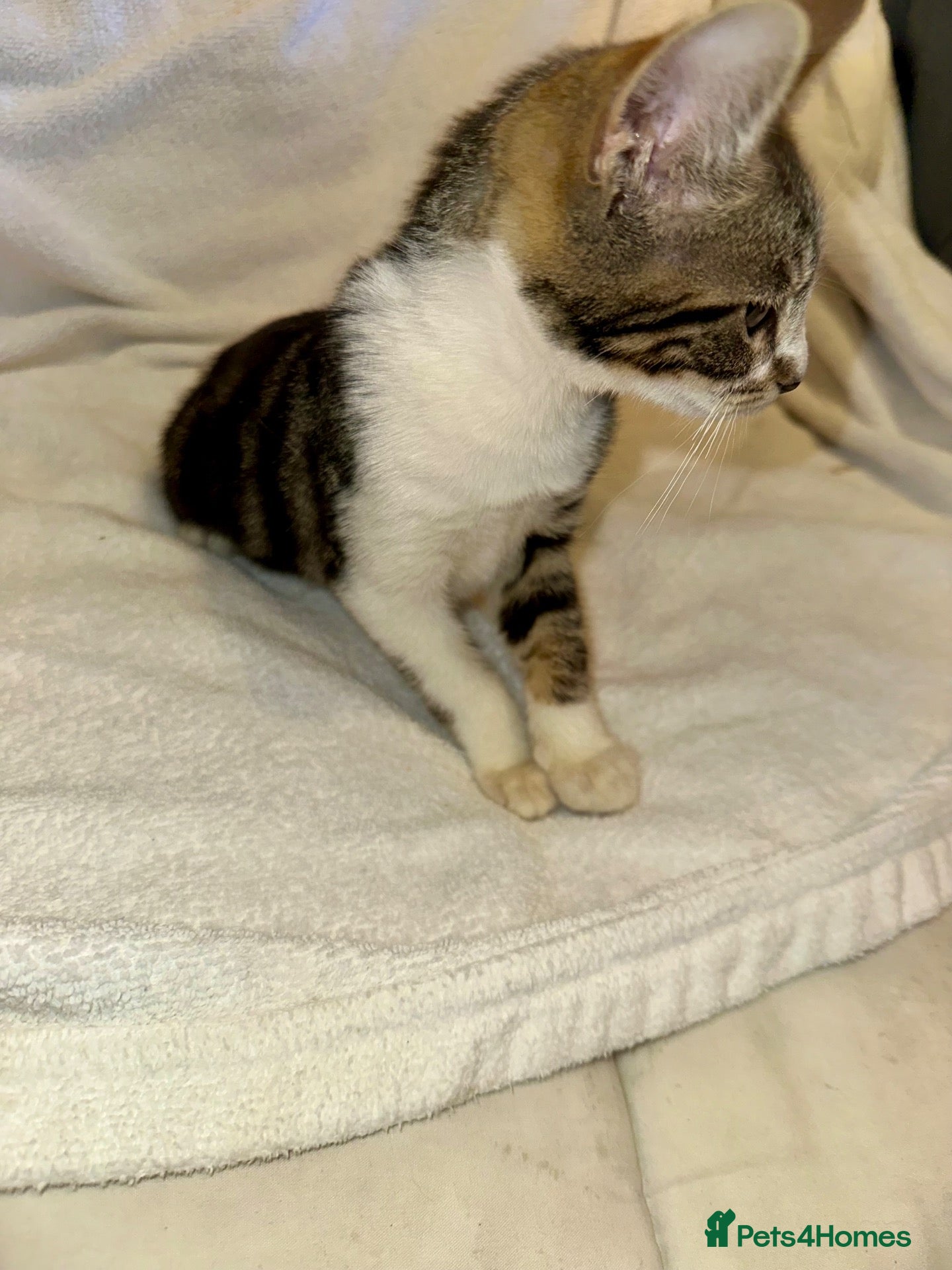 Mixed Breed cats Stunning litter- Khao Manee/Domestic Shorthair mix - Advert 1
