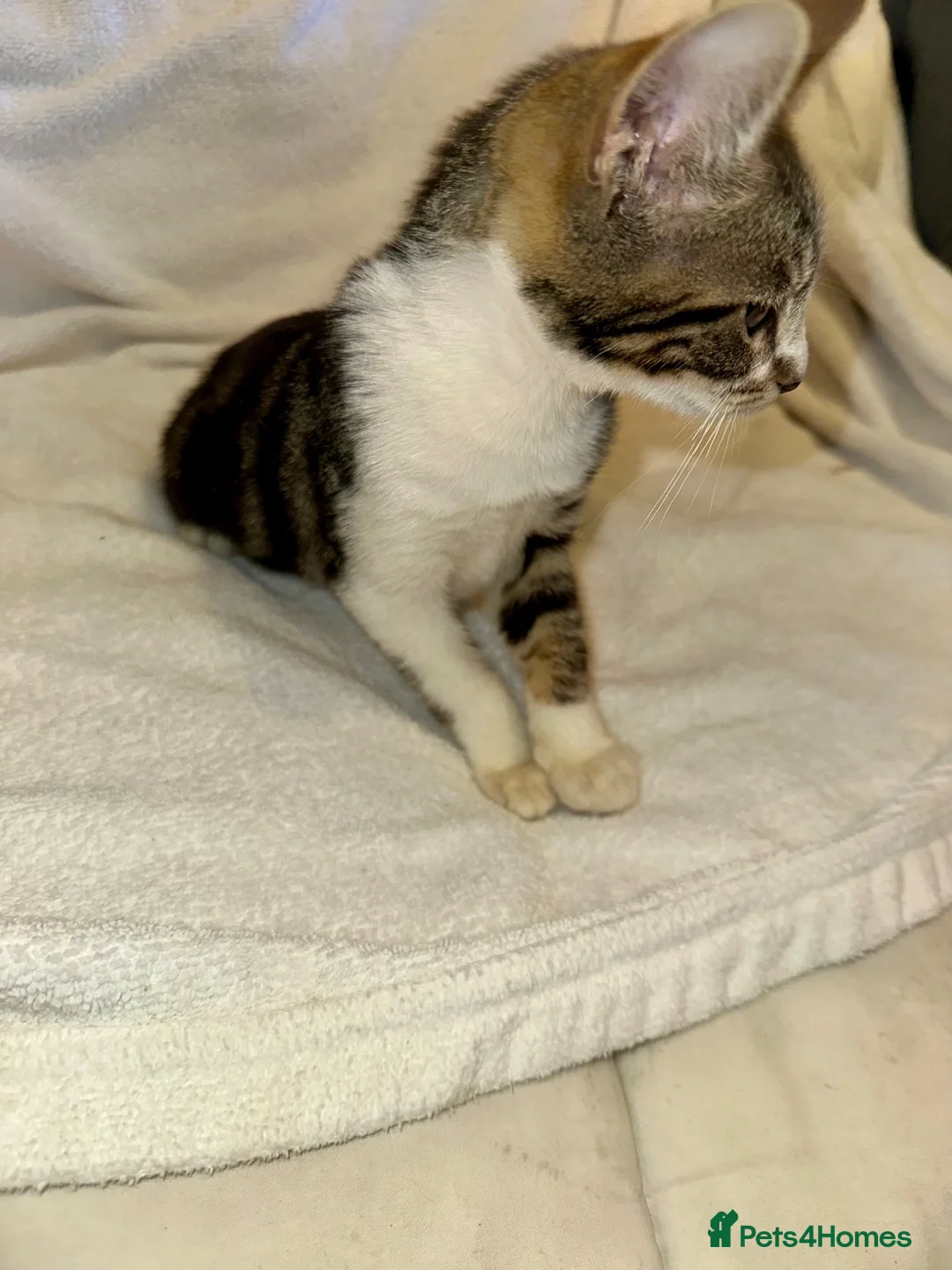 Mixed Breed cats for sale: Stunning litter- Khao Manee/Domestic Shorthair mix - Advert 1