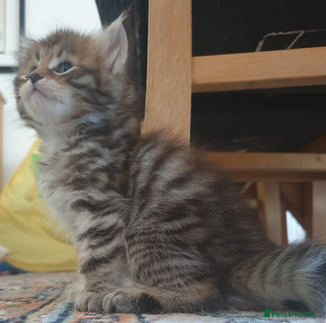 Siberian cats for sale: Pure gorgeous Siberian Kittens, Hypoallergenic - Image 5