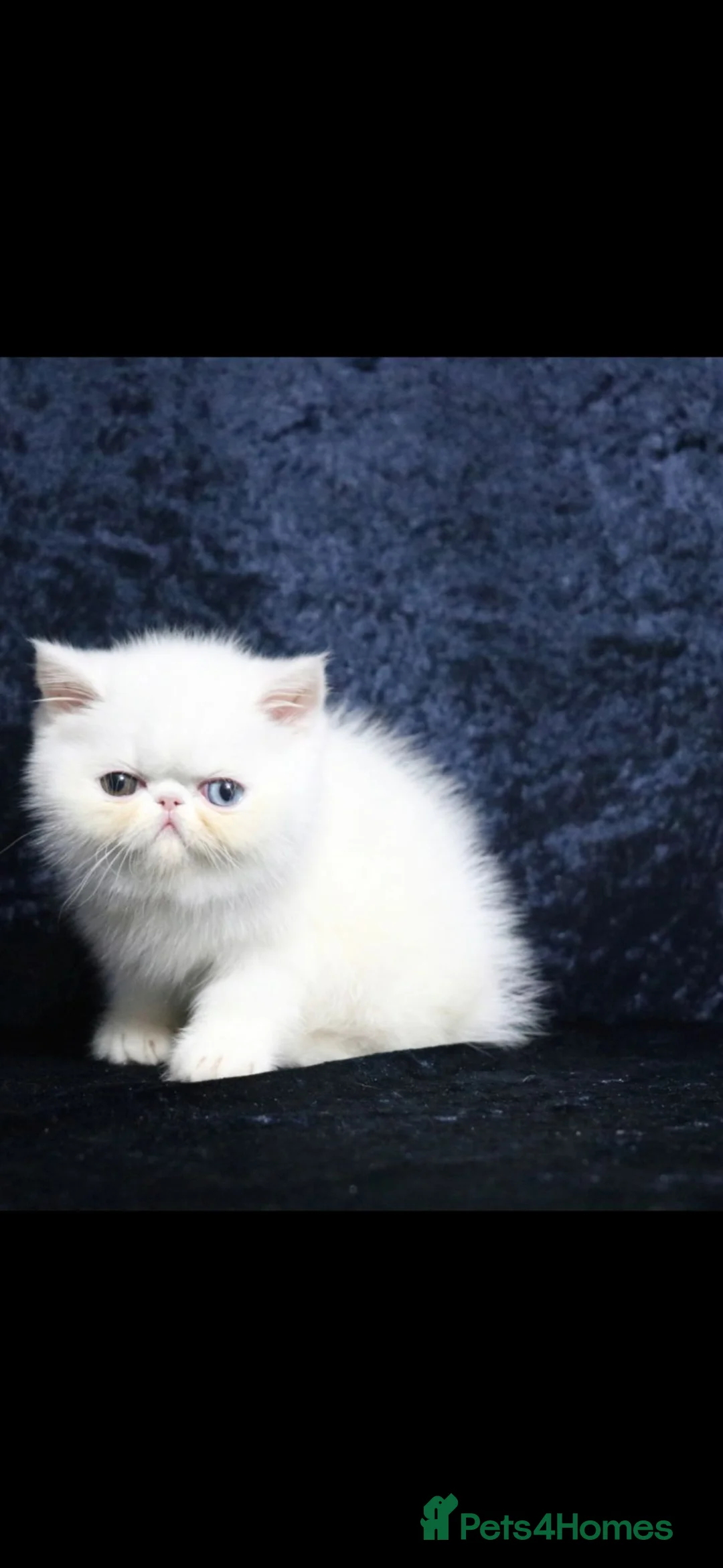 Exotic cats for sale: Exotic white shorthair persian 1 boy, 1 girl - Advert 8