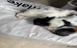 Guinea Pig rodents for sale: 8 week old and 10month old boys and girls - Image 14