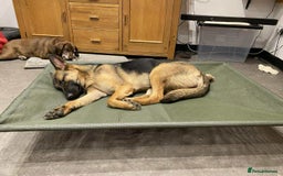 Mixed Breed dogs for adoption: Sikah is looking for her forever home  - Image 3