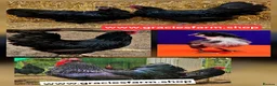 Chickens poultry for sale: Australrop Black LF hatching fertilised eggs rare - Advert 4