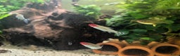 Plecos fish for sale: Cracked Zebra Plecos, Clown Plecos and More  - Advert 7