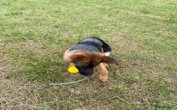 German Shepherd dogs for sale: Stunning 5 month Female - Image 2