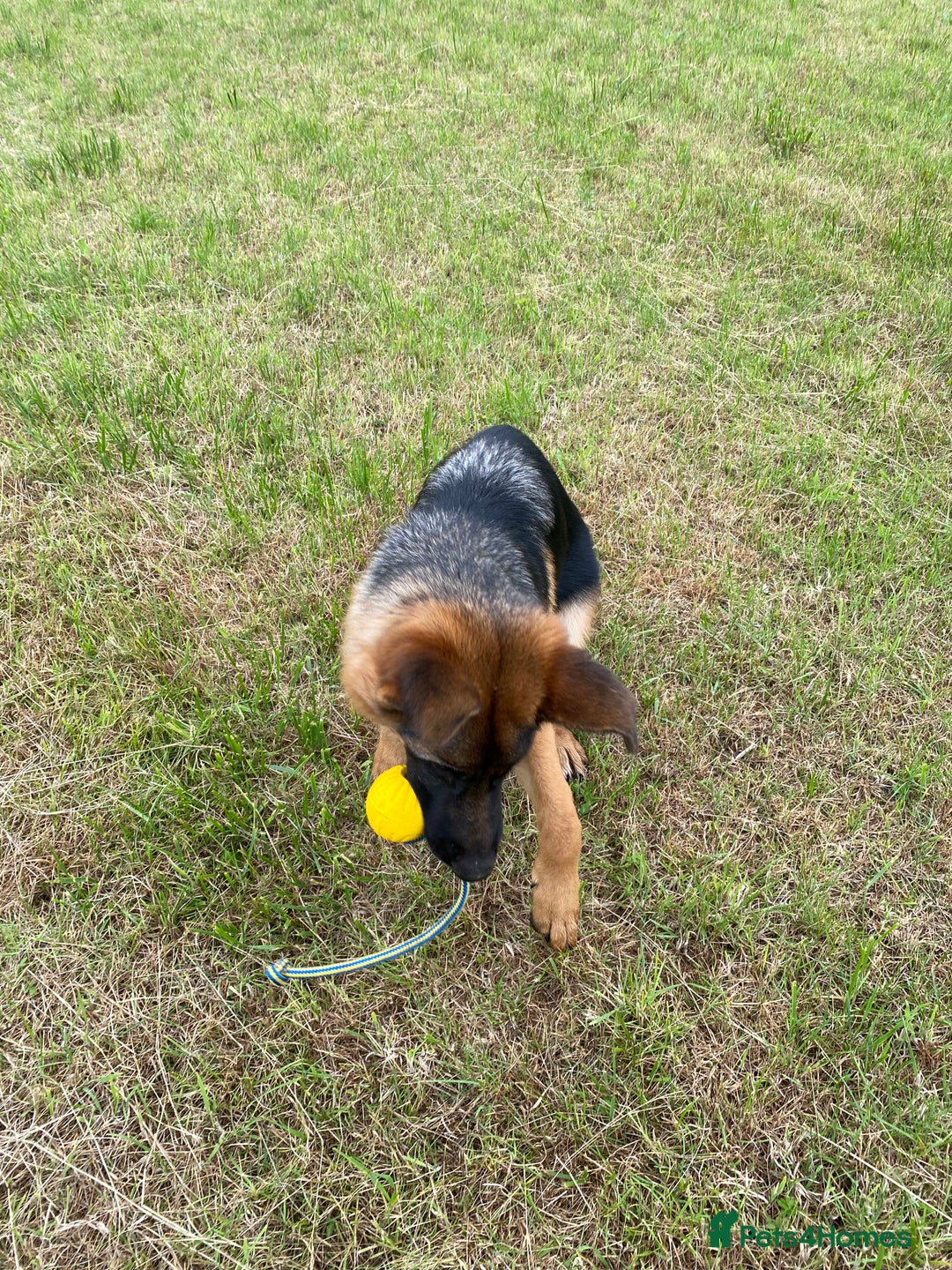 German Shepherd dogs for sale: Stunning 5 month Female - Image 2