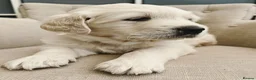 Golden Retriever dogs for sale: Gorgeous English Cream Golden Retriever Puppy's 🐾 - Advert 8