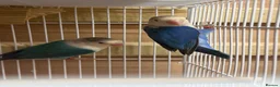 Lovebirds birds for sale: Young pair of lovebird - Advert 6