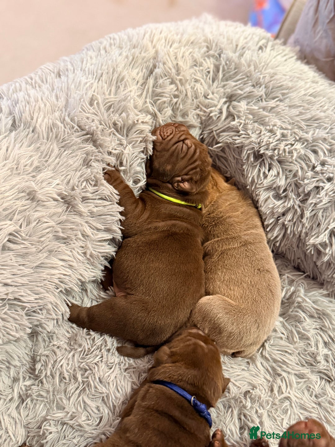 Mixed Breed dogs for sale: Gawjuss Bullpei Puppies 🐶 - Advert 7