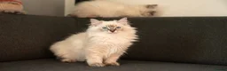 Ragdoll cats for sale: Beautiful GCCF Registered Ragdoll Kittens in Helensburgh - Advert 2