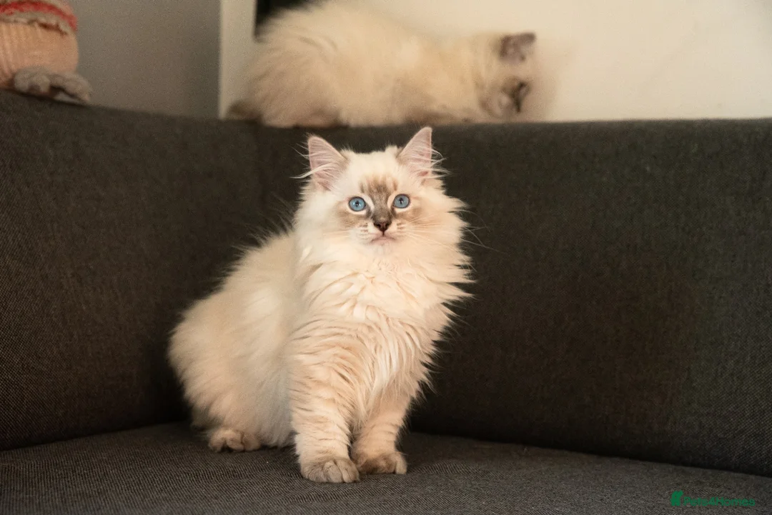 Ragdoll cats for sale: Beautiful GCCF Registered Ragdoll Kittens in Helensburgh - Advert 2