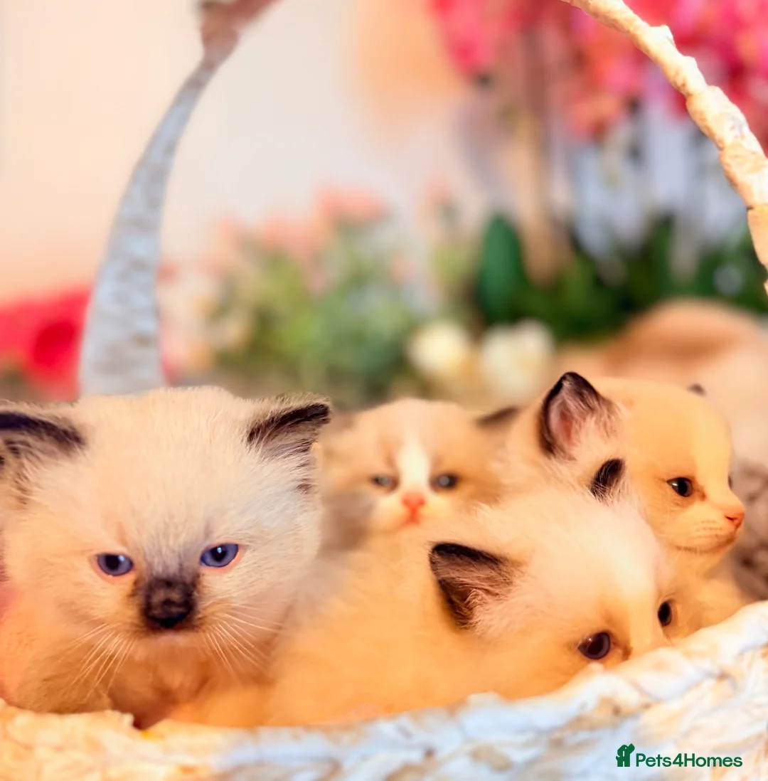 Ragdoll cats for sale: 🩷✨🏅GRAND CHAMP LINE TOP QUALITY RAGDOLLS - Advert 8
