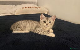 Mixed Breed cats for sale: Mixed breed silver tabby boys/ tabby & white girl - Image 2
