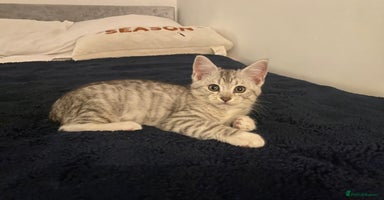 Mixed Breed cats - Advert 10