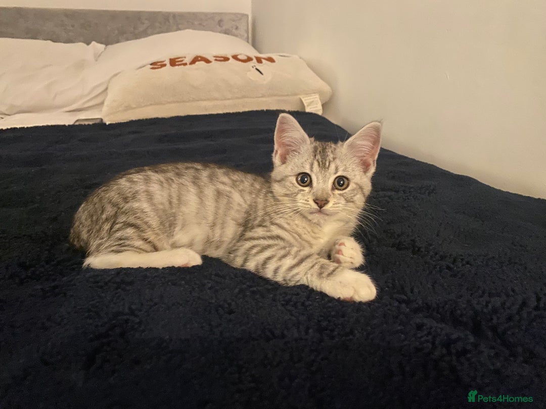 Mixed Breed cats for sale: Mixed breed silver tabby boys/ tabby & white girl - Image 2