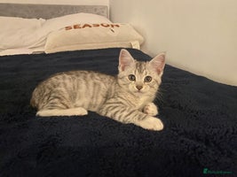 Mixed Breed cats - Advert 8