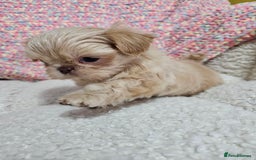 Shih Tzu dogs for sale: Quality Imperial Shih tzu babies - Advert 8