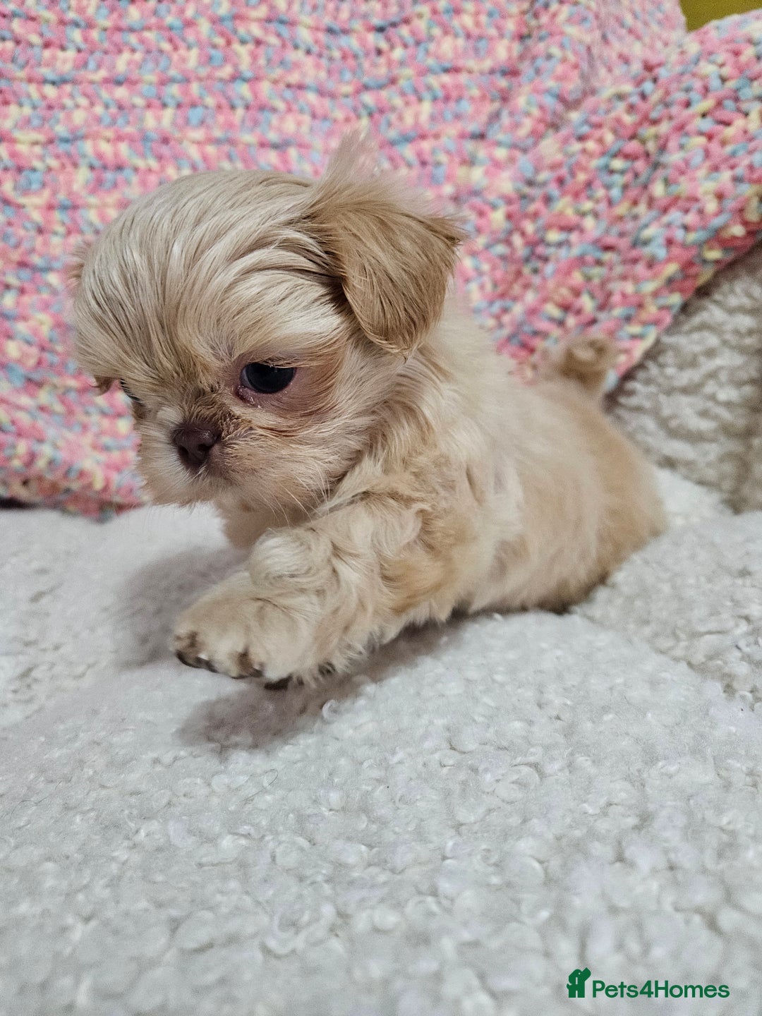 Shih Tzu dogs for sale: Quality Imperial Shih tzu babies - Advert 8