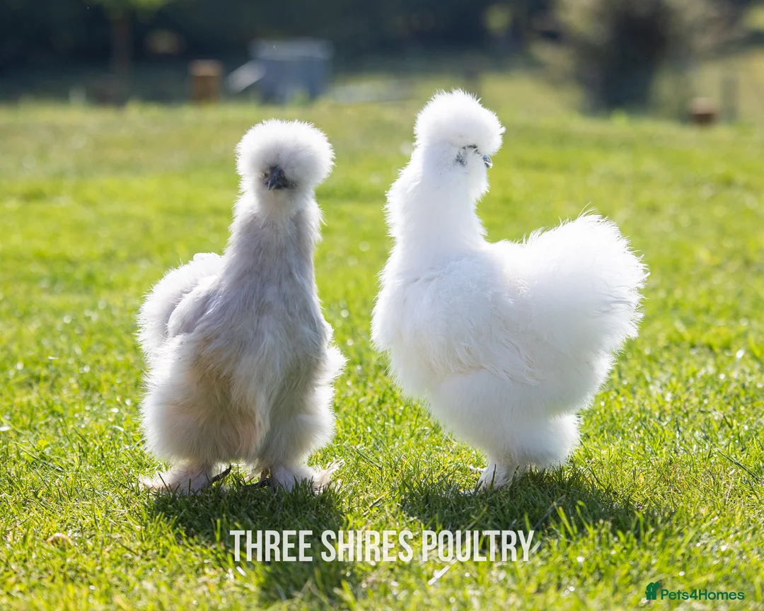Chickens poultry for sale: Point of Lay Pure Breeds - Pekins, Polish and more - Advert 4