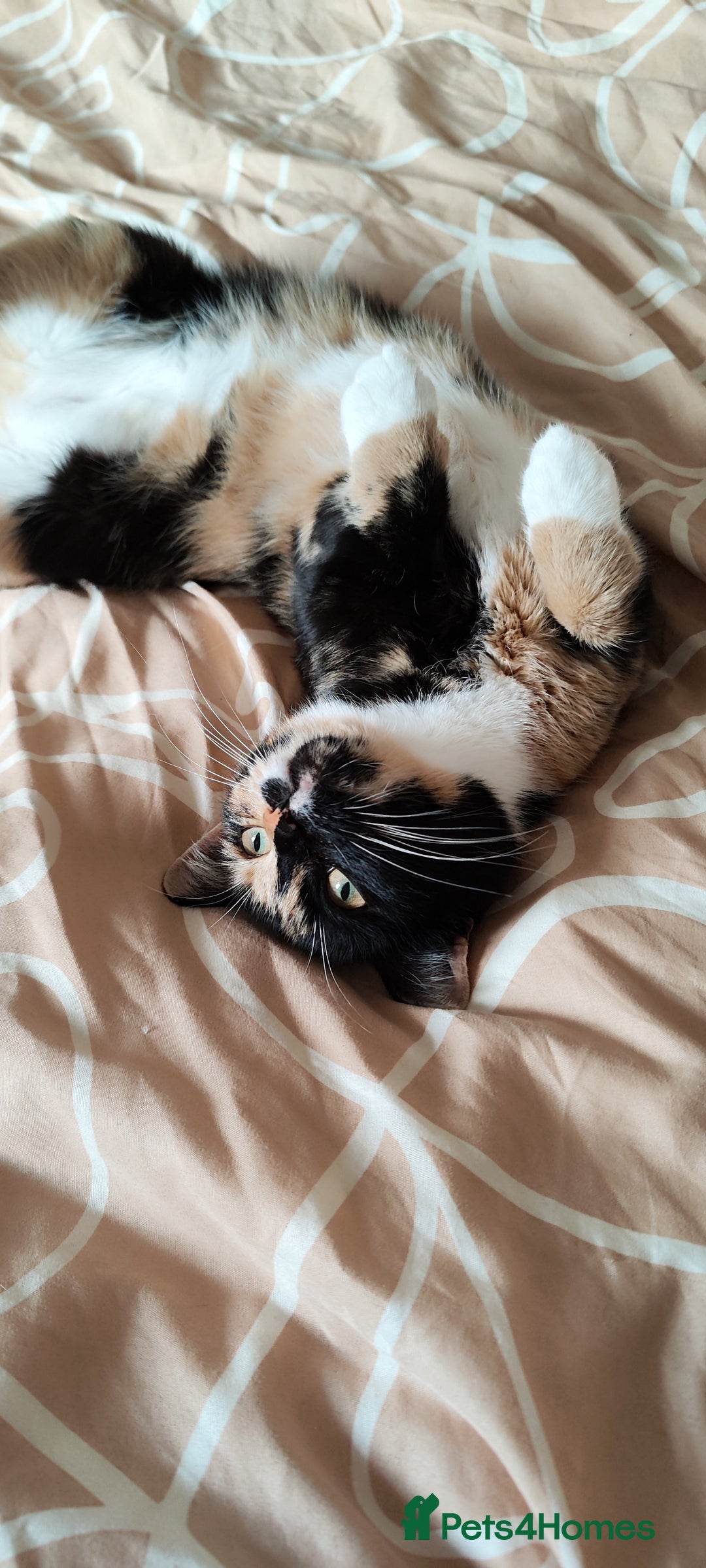 Mixed Breed cats for sale: Kittens 1 male 1 female (vaccinated) - Advert 7