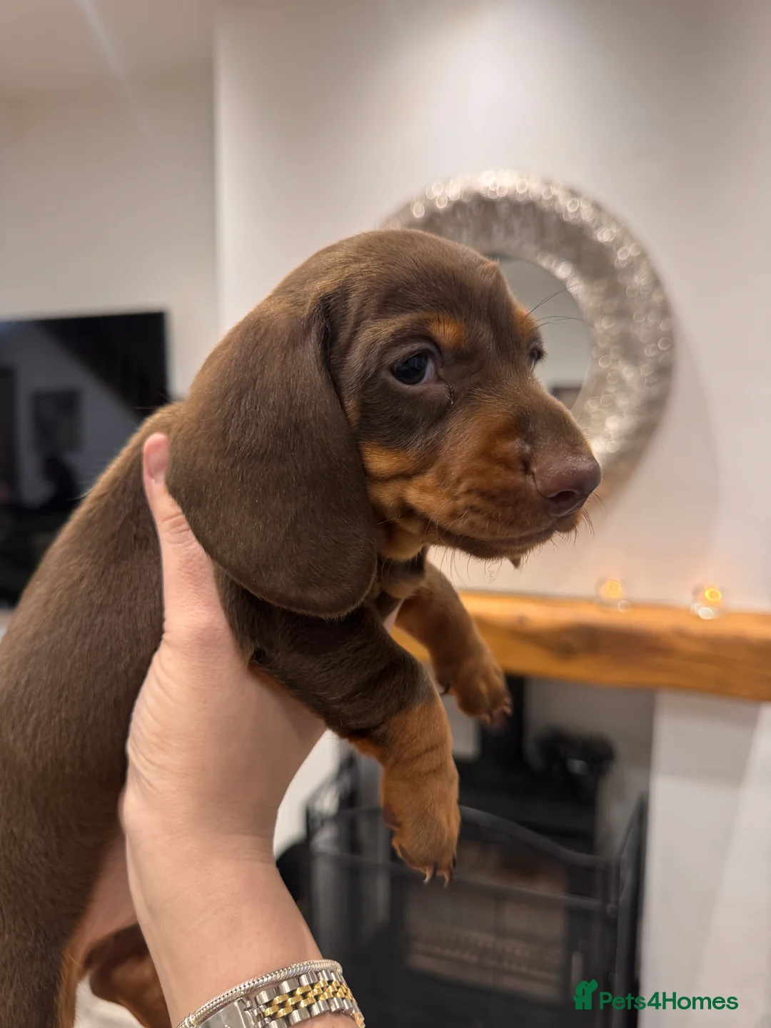 Miniature Dachshund dogs for sale: Miniature dachshund  - Advert 11