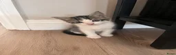 Mixed Breed cats for sale: Ragdoll mixed breed kittens for sale  - Advert 2