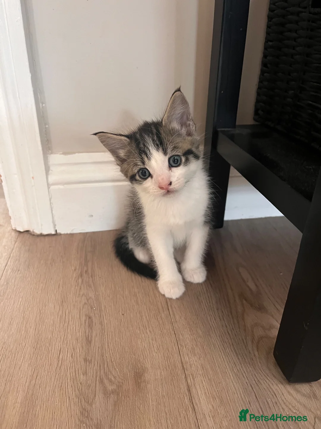 Mixed Breed cats for sale: Ragdoll mixed breed kittens for sale  - Advert 2