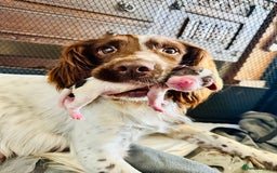 English Springer Spaniel dogs for sale: Fantastic ESS litter from two amazing dogs.  - Image 1