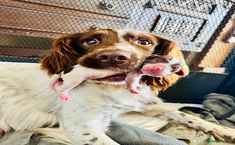 English Springer Spaniel dogs - Advert 1