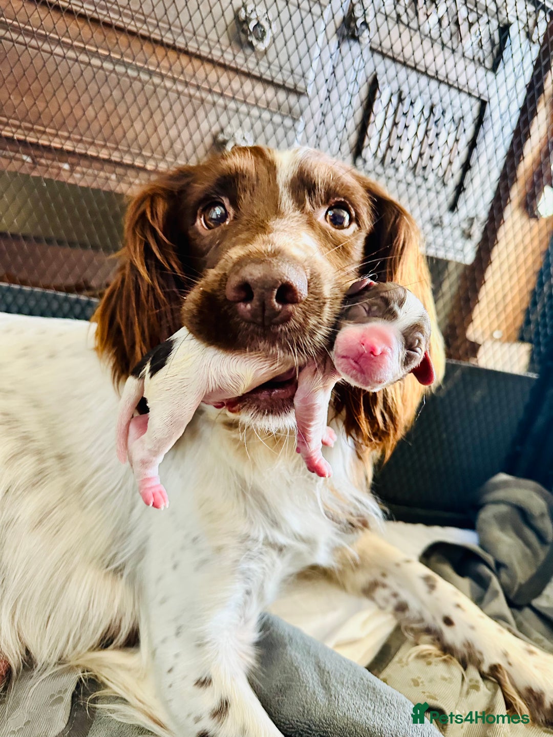 English Springer Spaniel dogs for sale: Fantastic ESS litter from two amazing dogs.  - Image 1