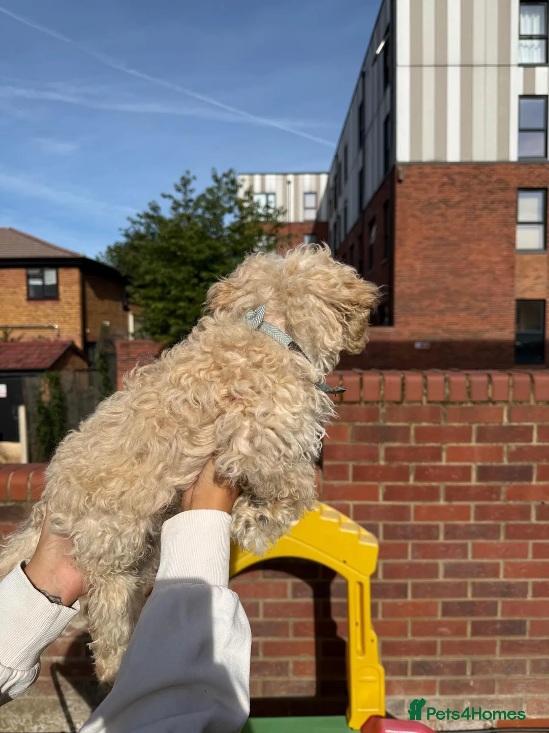 Toy Poodle dogs for sale: male toy poodle (Barney) - Advert 5