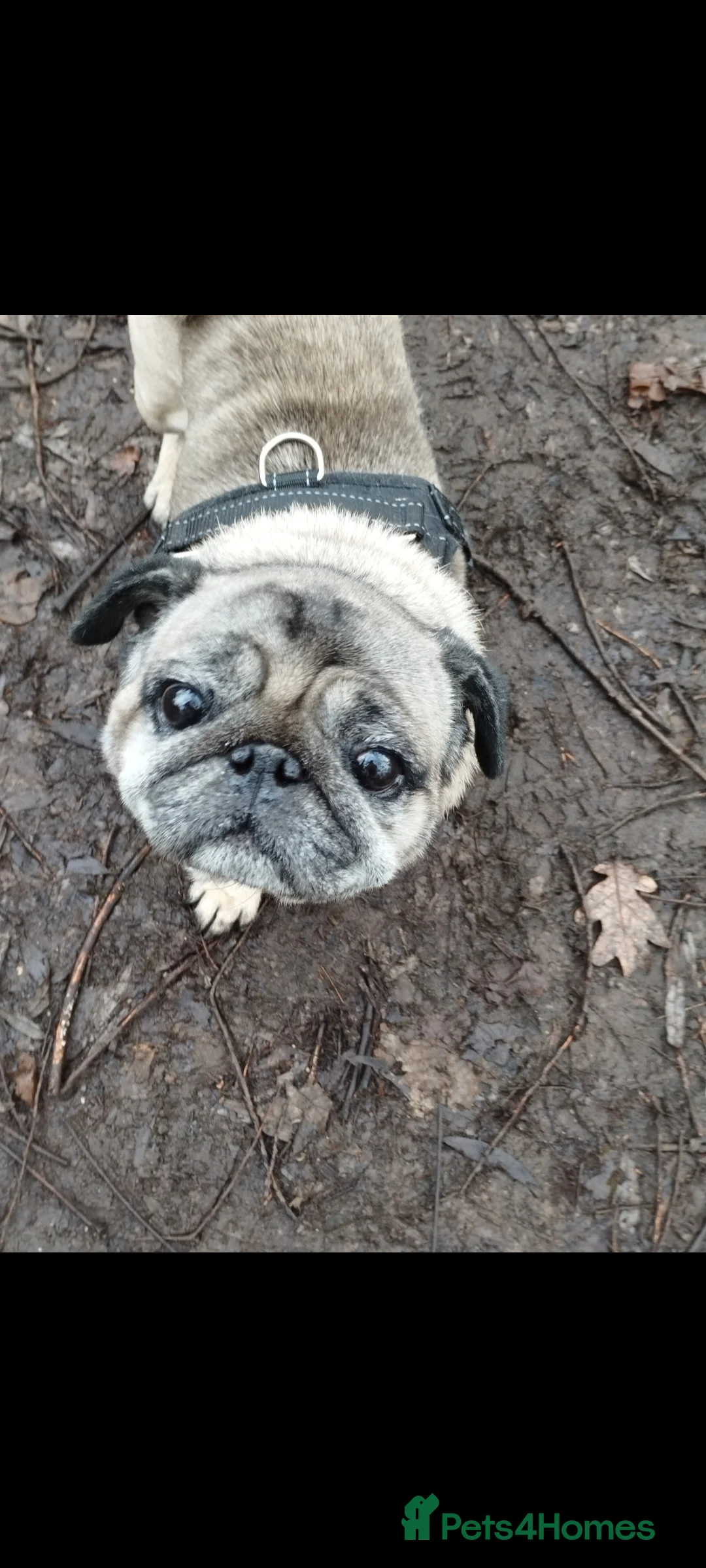 Pug dogs for sale: Beautiful fawn pug - Advert 6