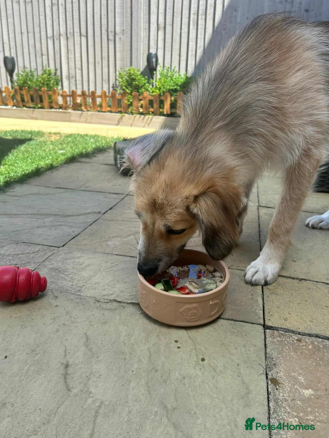 Mixed Breed dogs for adoption: 🐻Teddy🐻 for adoption, fostered in HAMPSHIRE - Image 5