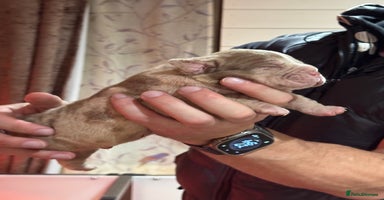 Olde English Bulldogge dogs - Advert 4